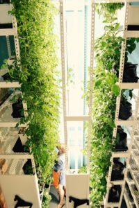 Vegetables grown on vertical rack attached to high-density mobile carriages. Photo courtesy of Brighterside Vertical Farms.