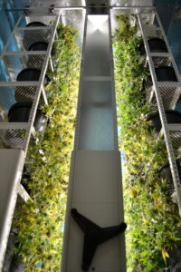 High-density grow racks for cannabis, vegetables, other indoor farming. Photo courtesy of Brighterside Vertical Farms.