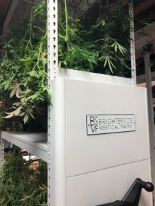 High-density cannabis drying racks. Photo courtesy of Brighterside Vertical Farms.