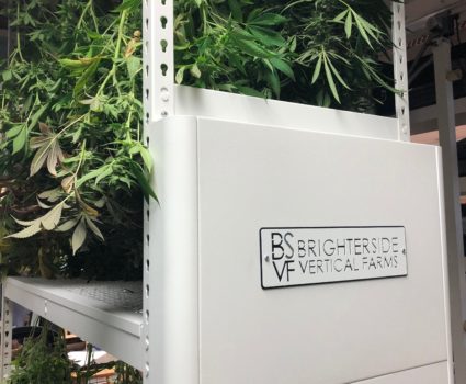 High-density cannabis drying racks. Photo courtesy of Brighterside Vertical Farms.